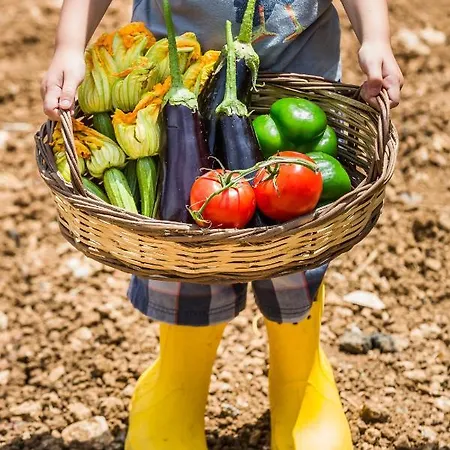 The Olive Tree * Аргостолион