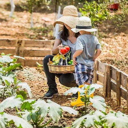 The Olive Tree Argostoli (Kefalonia)